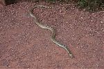 D19 - 11 - IMG 3464